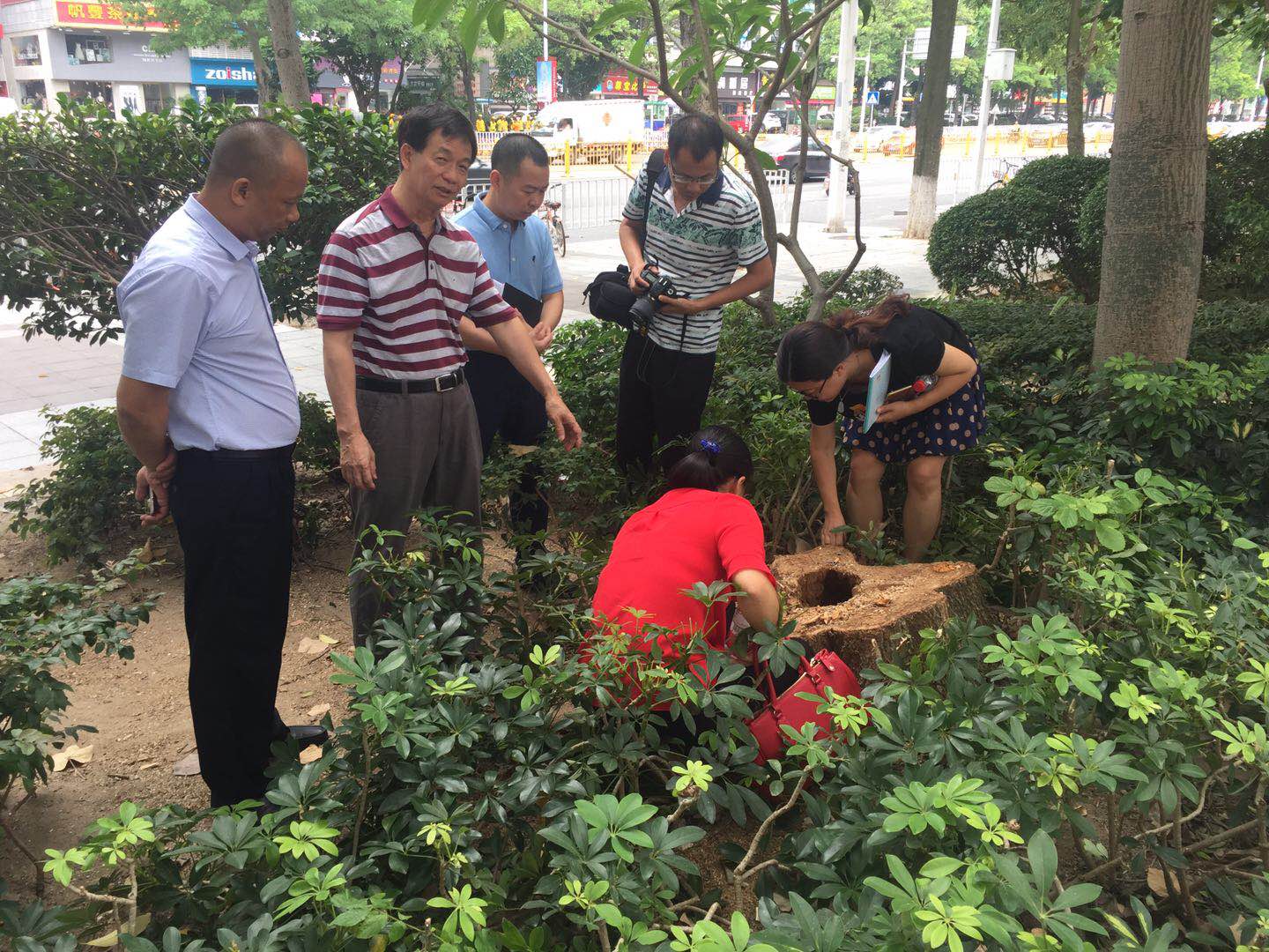 南城鸿福西路绿化带火焰木断裂原因分析专家论证会