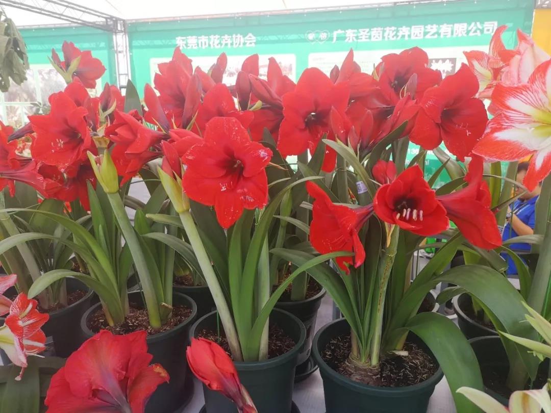 圣茵花园 | 迎春花市预告（二）|宝安、福田、东莞三地迎春花市即将开幕！