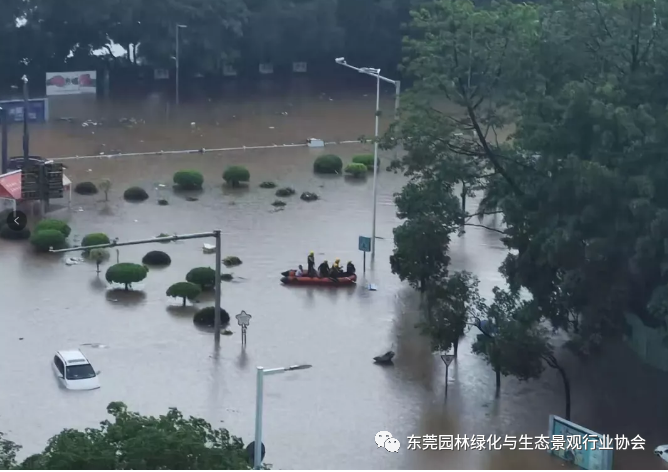 特大暴雨+10级大风过后，我们园林人正在行动！