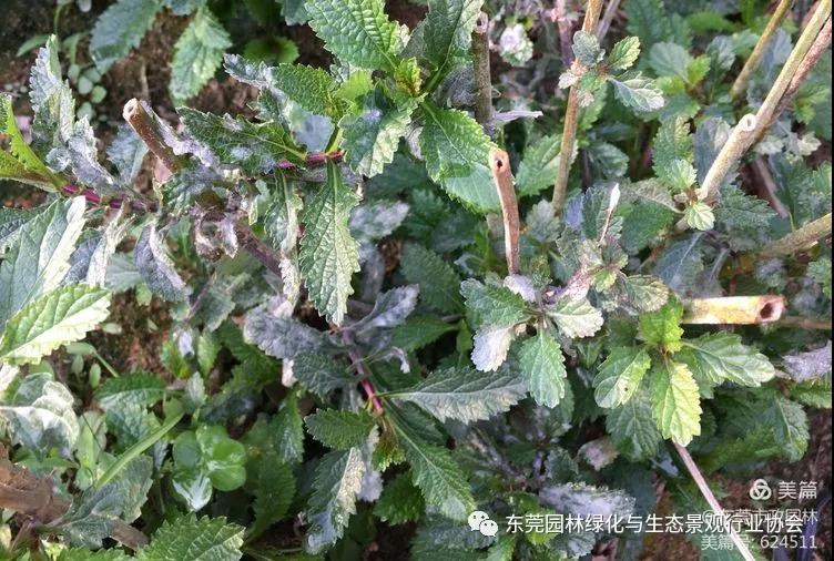 【转发】市市政园林中心园林病虫害防治简报（一）