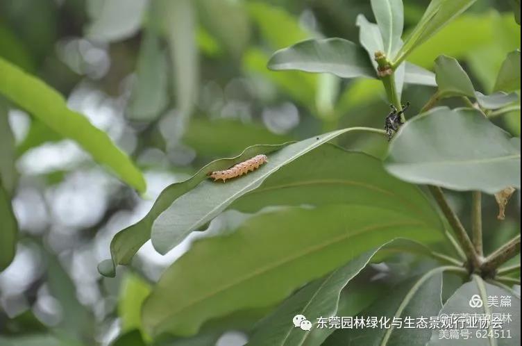 【转发】市市政园林中心园林病虫害防治简报（二）