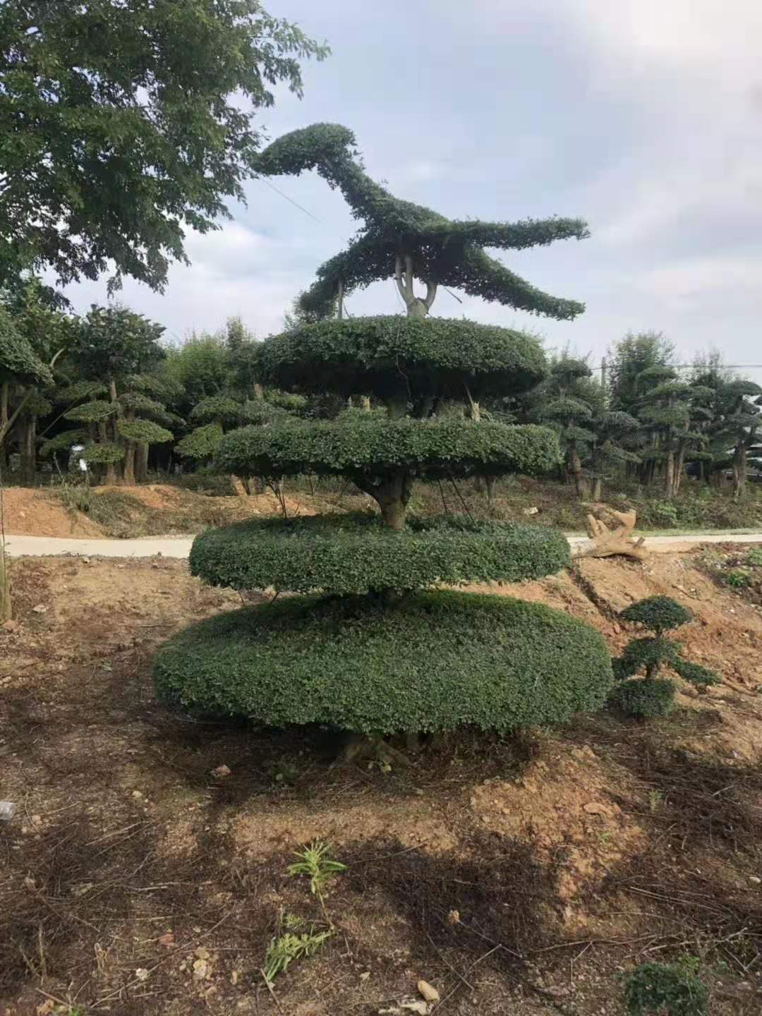 对节白蜡，盆景之王