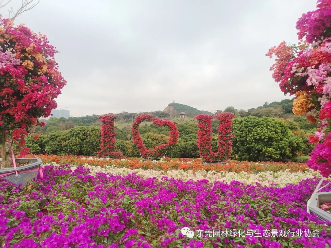 协会理事会一行前往参观植物园勒杜鹃园