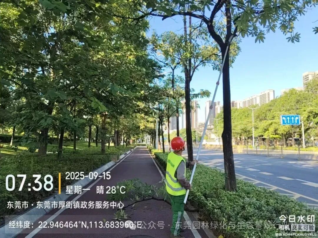 台风暴雨来袭，东莞园林人逆风而行
