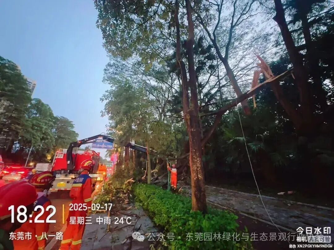 【常务副理事长风采】紧急应对特大暴风雨，艺林公司全力清理路障